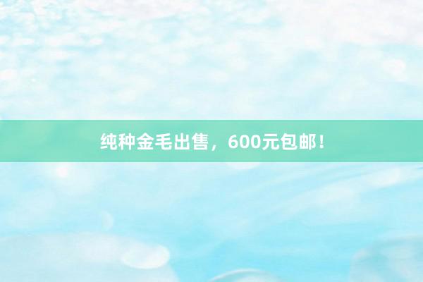 纯种金毛出售，600元包邮！